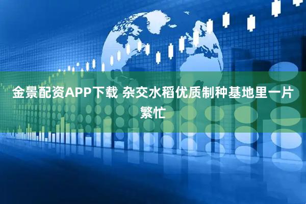 金景配资APP下载 杂交水稻优质制种基地里一片繁忙